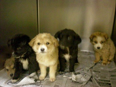 This is Andalucia's litter the day they came into the Southern Hope Humane Society shelter. Andalucia is the puppy on the far right.
