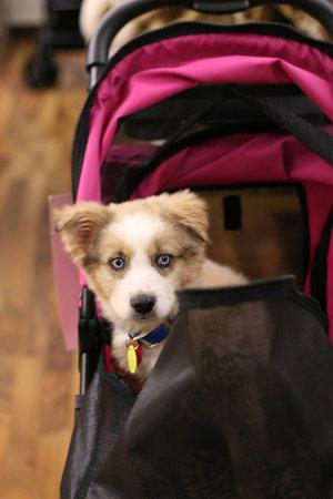 adoptingpuppy012.jpg adoptingpuppy012.jpg